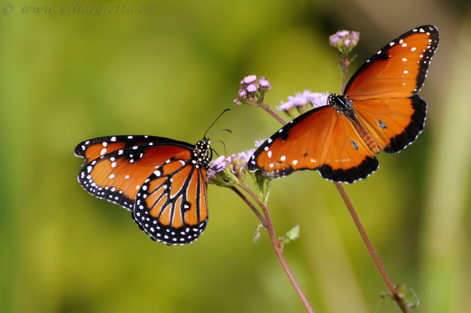 Monarch Villa Egretta Beltramonto