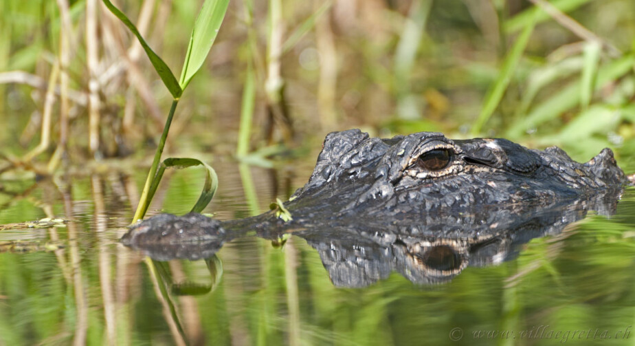 Alligator Villa Egretta Beltramonto