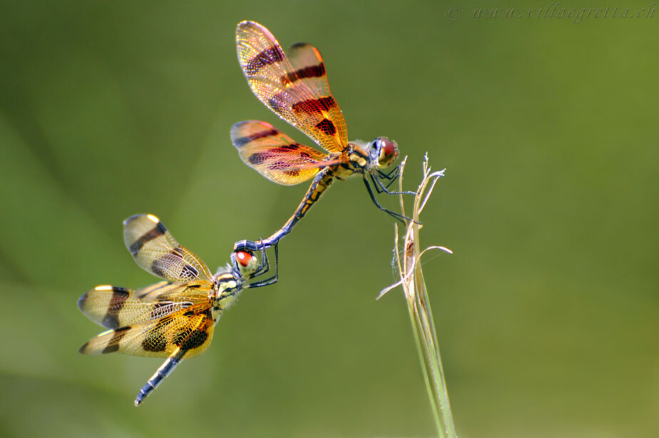 Libelle Villa Egretta Beltramonto